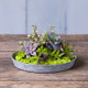 Napa Tray Planters Napa Tray Planters